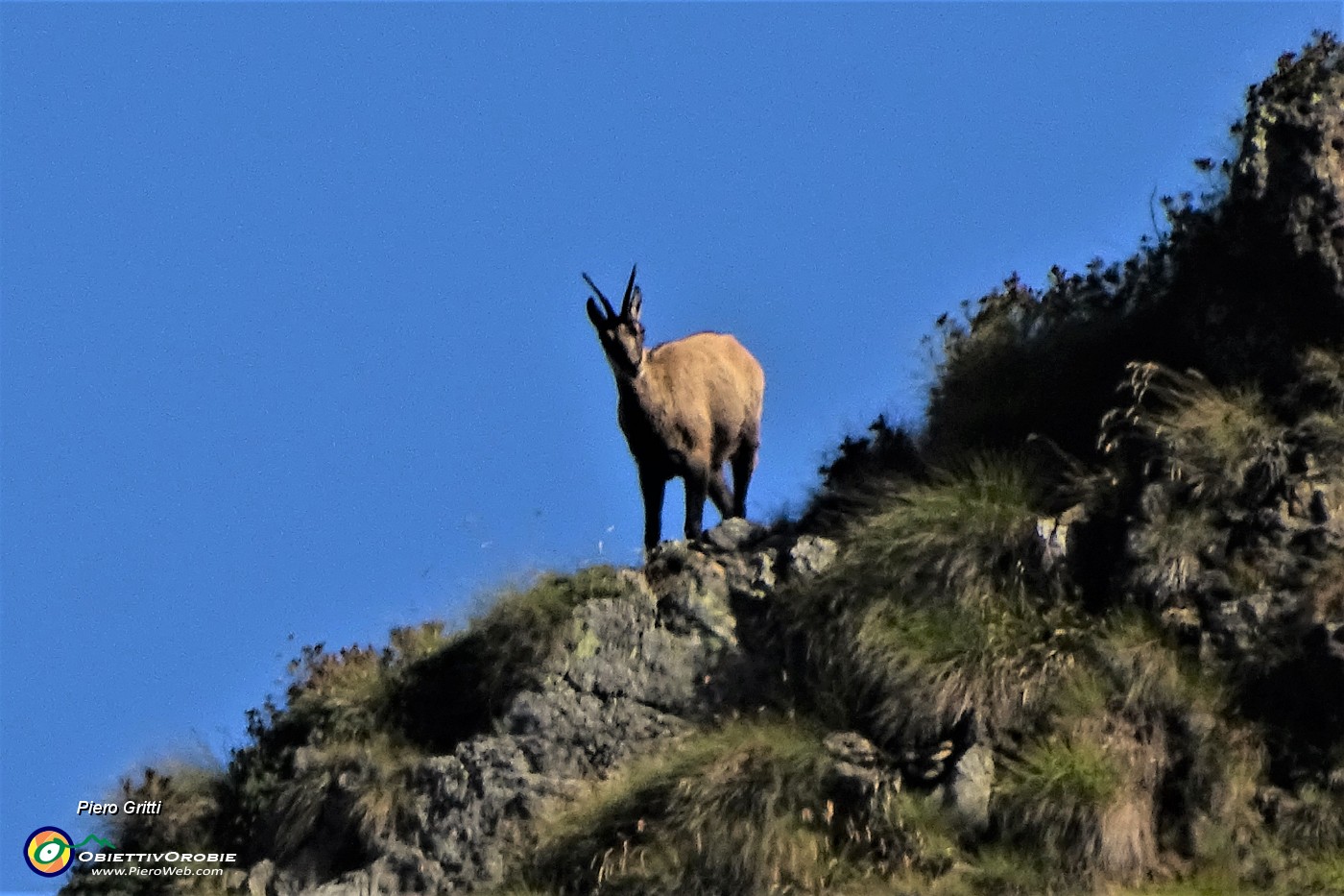 25 Maxi zoom su camoscio sul Monte Verrobbio.JPG